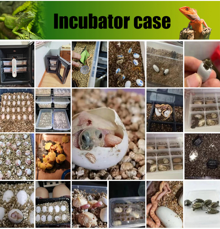 16l 23l 33l 48l Hatching Machine Egg Incubators For Reptile Turtle Liz 3
