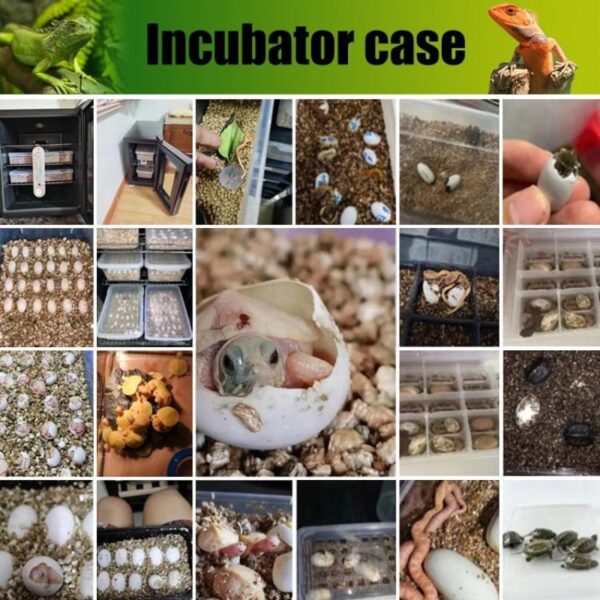 Automatic Egg incubators for Water Turtle, Land tortoise, half water turtle, lizards, snakes, maned lion, hizard, reptiles (3)
