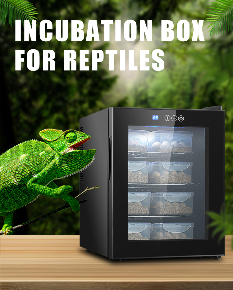 Lizard Egg Incubation Care, Hatching & FAQs Fuhui Appliances