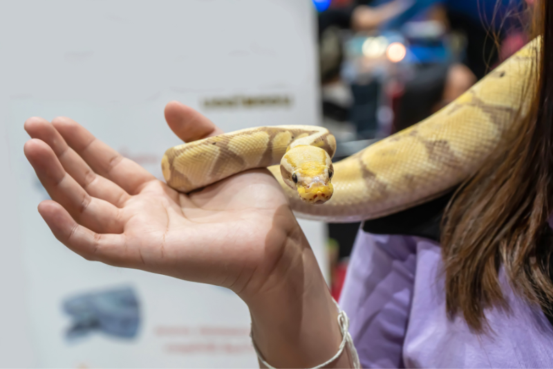 Snake, Python, and Reptiles Understanding Ball Pythons
