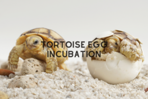 Tortoise Egg incubation