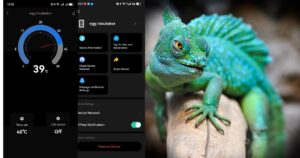 Reptile Egg Hatching Conditions and Best Practices