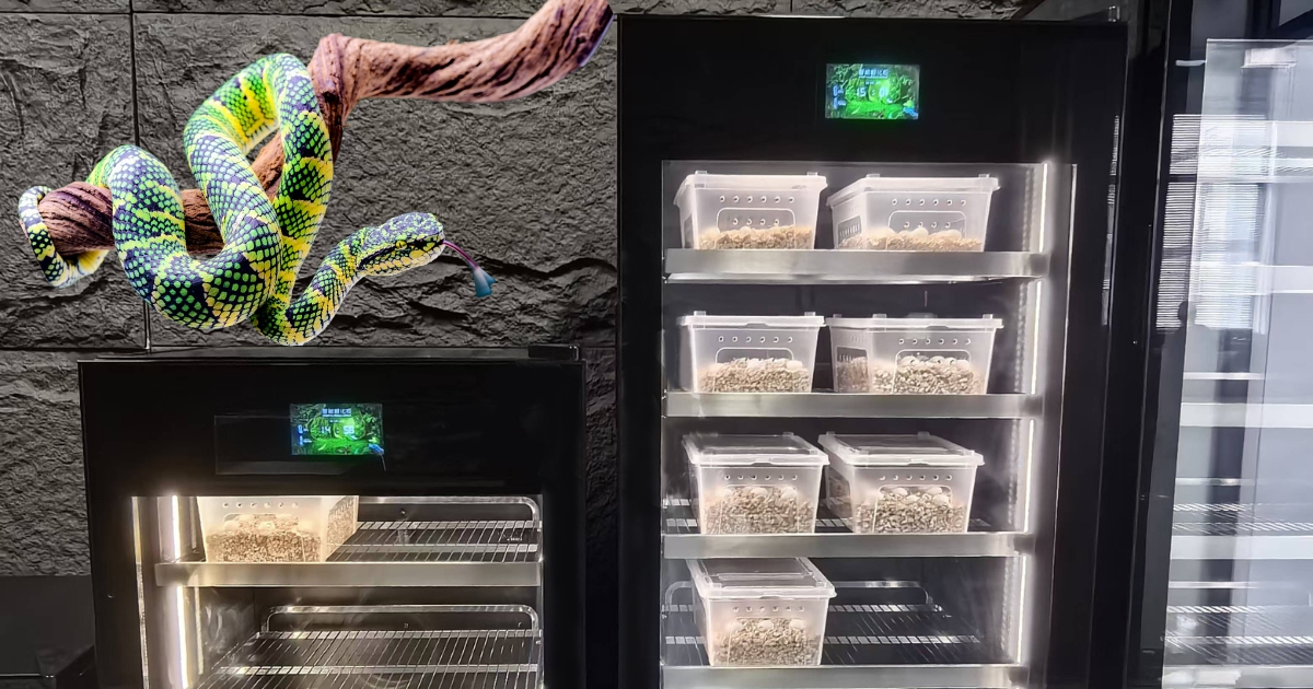 Egg incubator for reptile