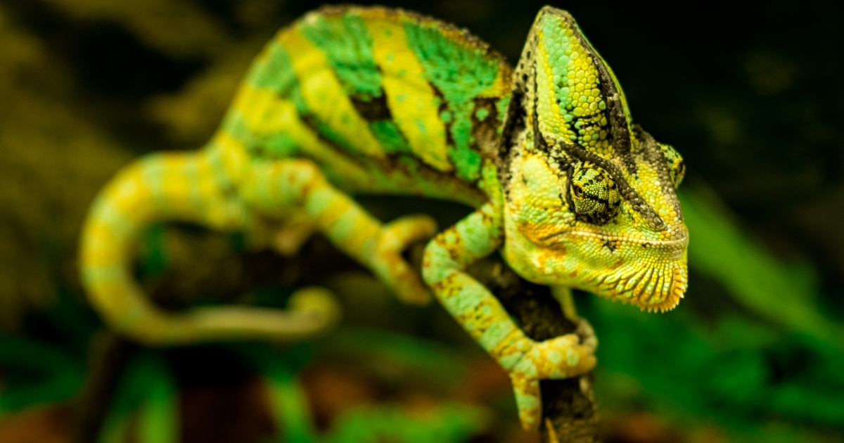 how are reptile eggs adapted for land